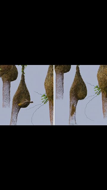 This Bird Builds An Incredibly Unique Nest