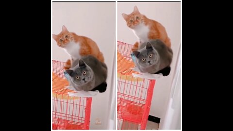 Cats On Top Of Cage Looking At Their Owner.