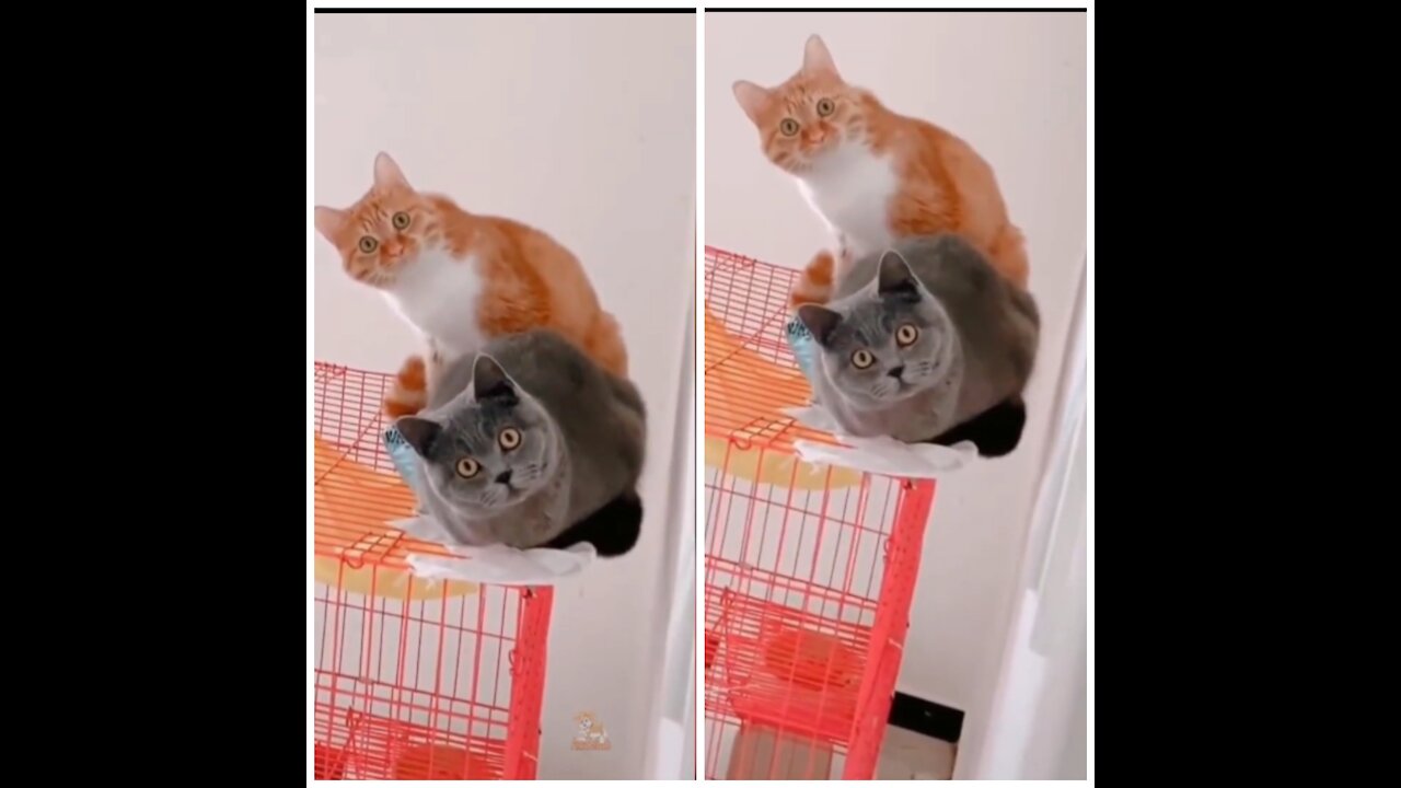 Cats On Top Of Cage Looking At Their Owner.