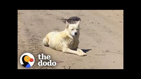 Husky Waits 733 Days To Meet Her Family