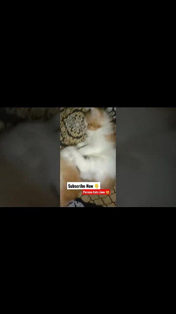 Persian Cats Zone 🐈 #persiancats #cutecat #youtubeshorts #cats #kittens #brown #forsale