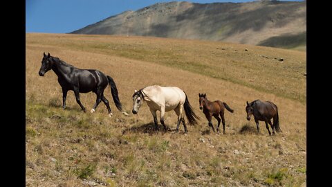 fierce horses