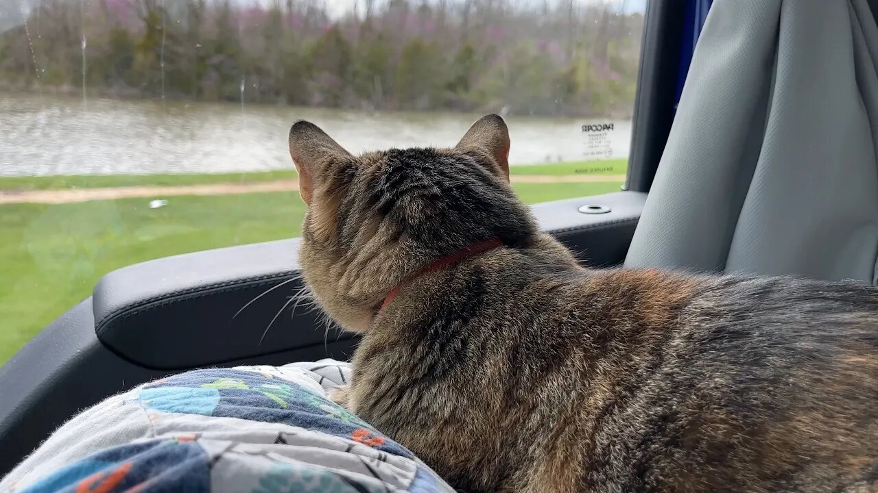 What could make Milo Cat forget about dinner?