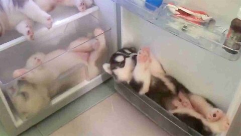 The husky made a mistake and was put in the refrigerator the owner regretted it