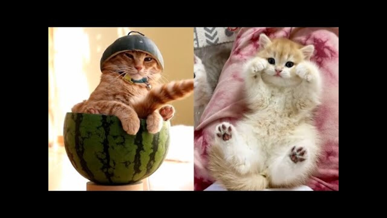 Funny Animal Fails 2022 _ Funny Cat Videos Compilation _ CutePetsGarden #15 (1)