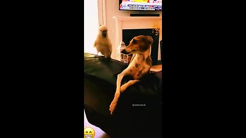 Funniest Cats and Dogs video 😃 - Best Funny Animal Videos 2024 🥰