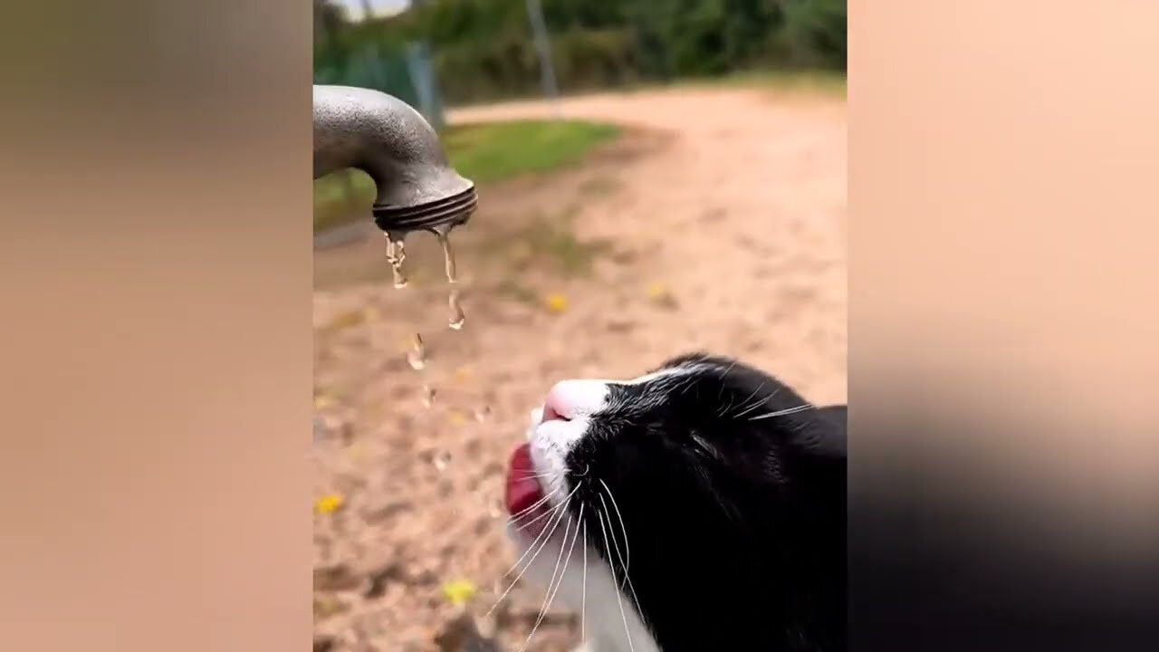 Cat Smart 😹 And Cute Kitten - Best Animal Videos