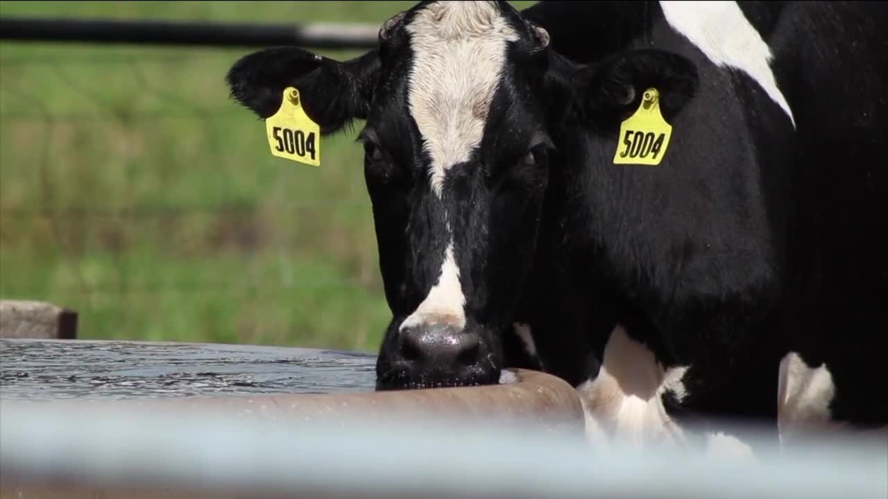 Manatee County dairy farm works to recover and help others