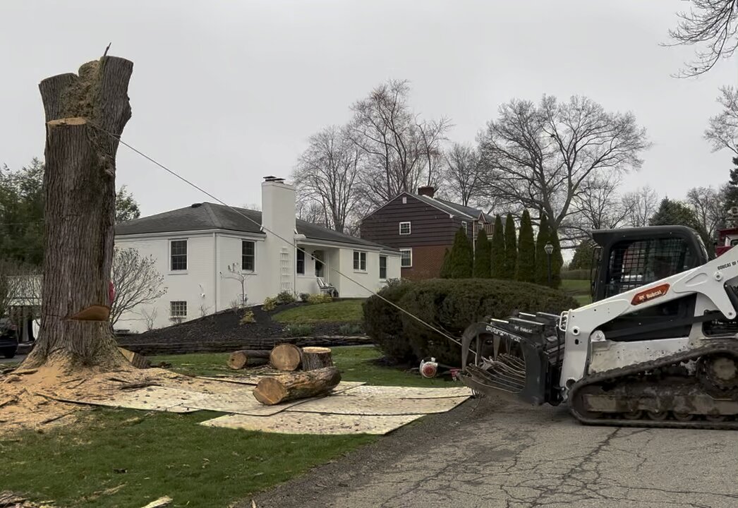 Dropping big maple trunk