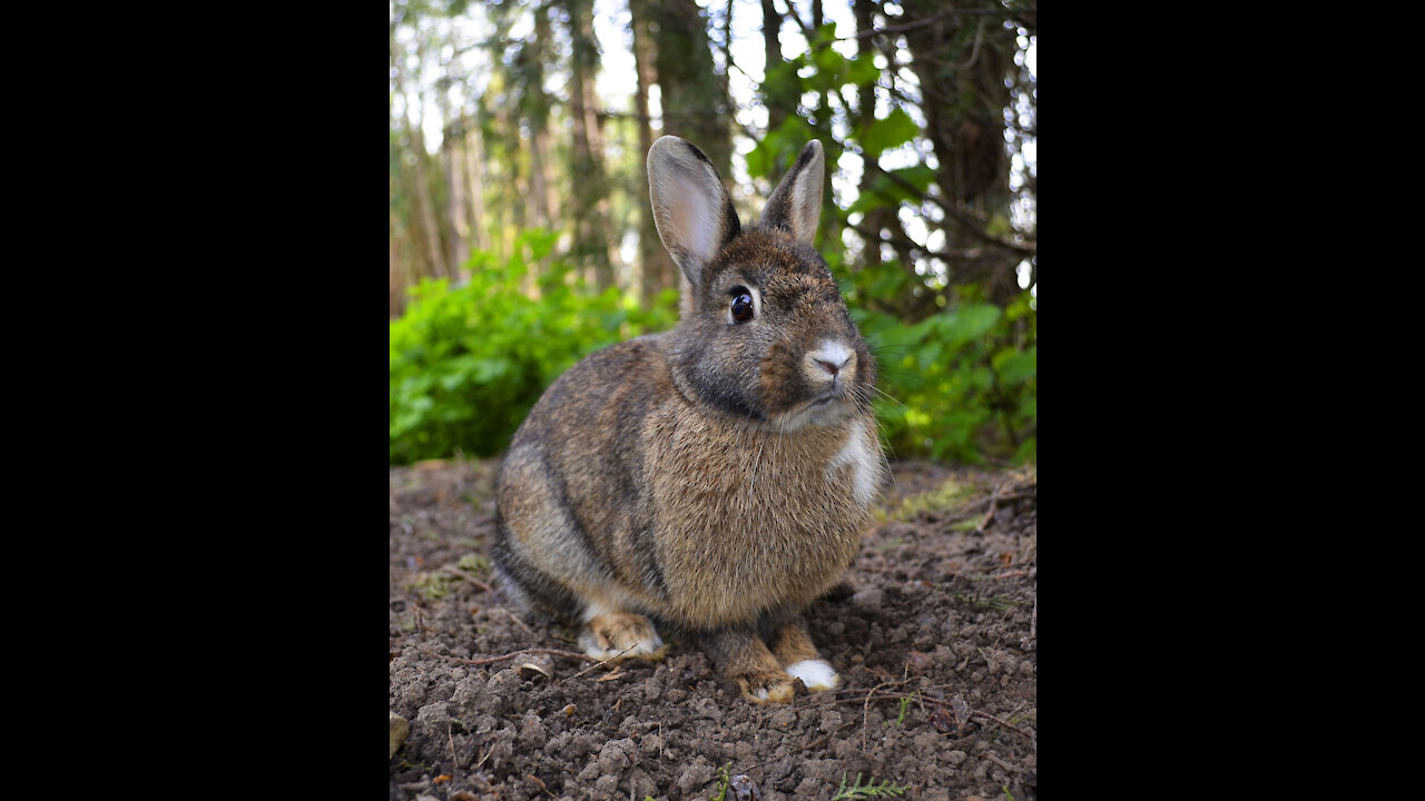 Rabbit Chuck's Pet Young Animal Cute Nature Sweet Pet Young Animal Cute Nature Sweet