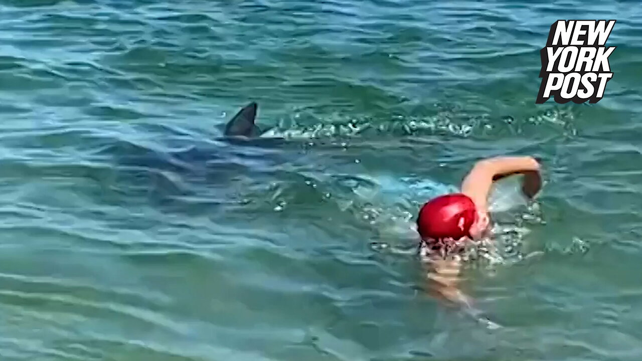 Fearless 'Flipper' clears beach a day after multiple dolphin attacks