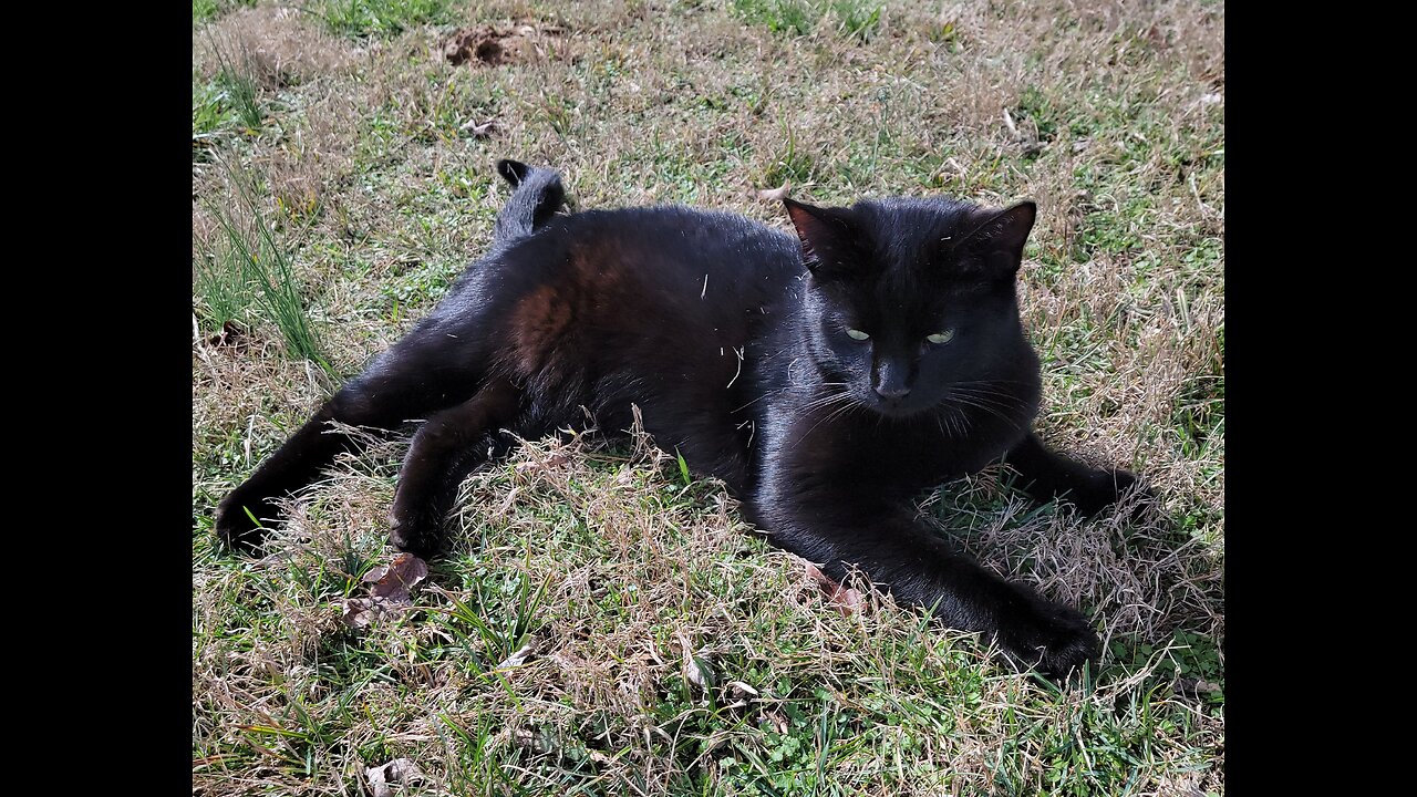 TRUCKER'S CATS HAPPY TO HAVE HIM BACK HOME