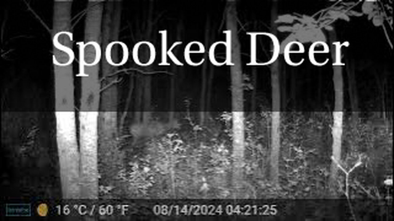 Spooked Deer