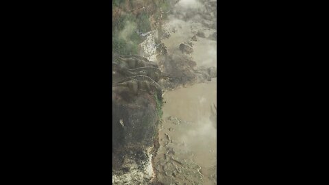 #animal dragon#short video