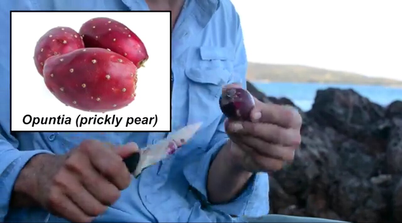 Survival! Eating Opuntia (prickly pear) cactus on Snake Island