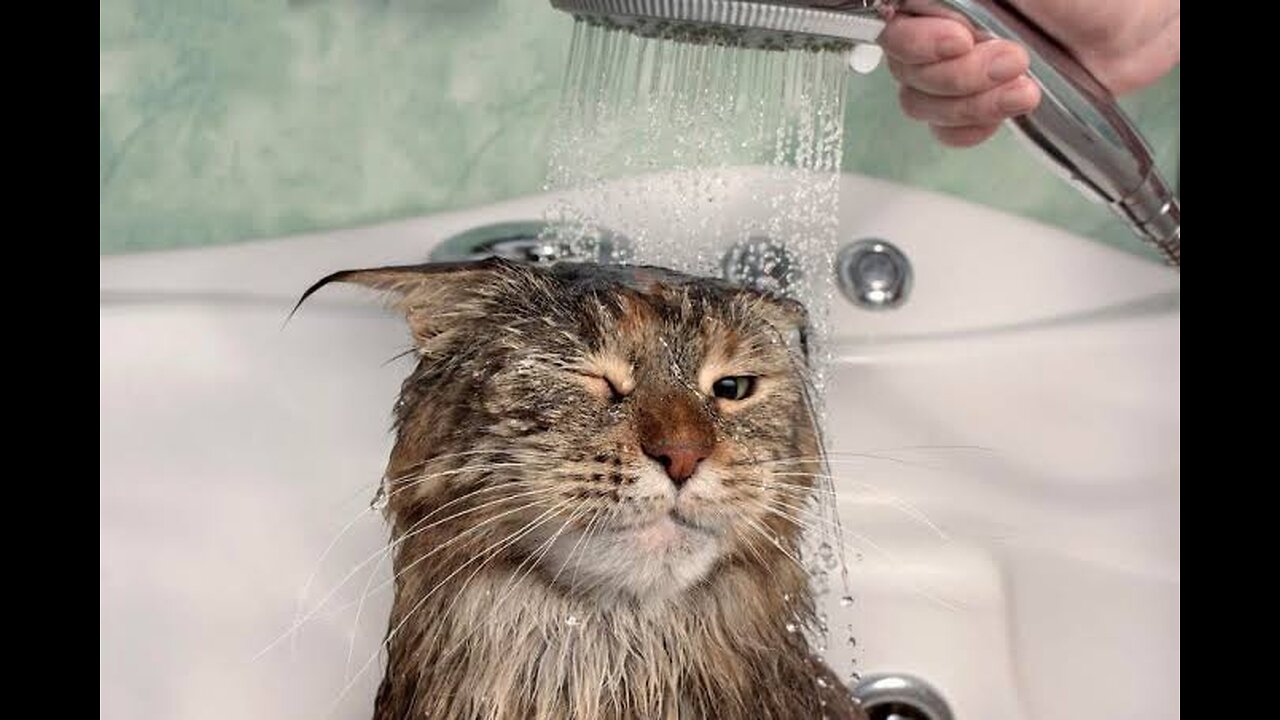 How to cat bath 😁😁