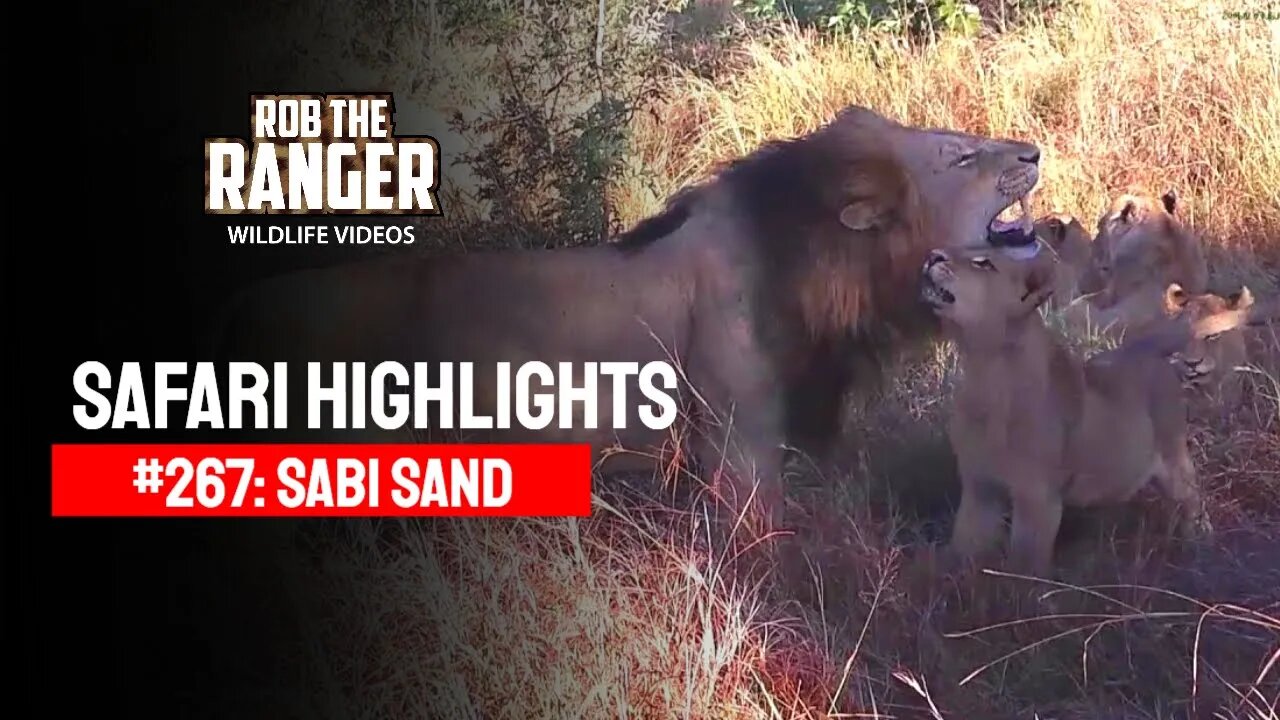 Safari Highlights #267: 24 - 27 April 2014 | Sabi Sand Nature Reserve | Latest Wildlife Sightings