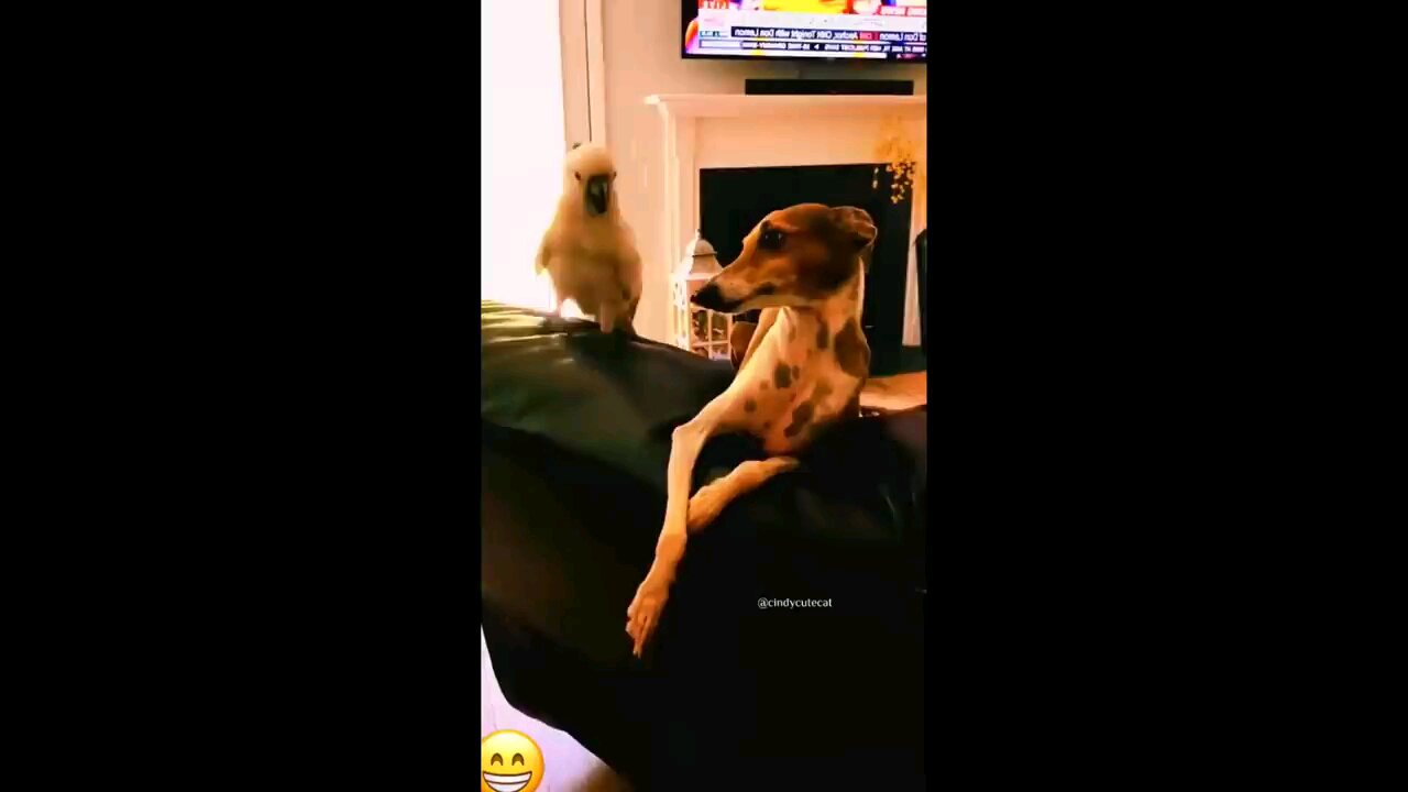 funniest cat and dog video