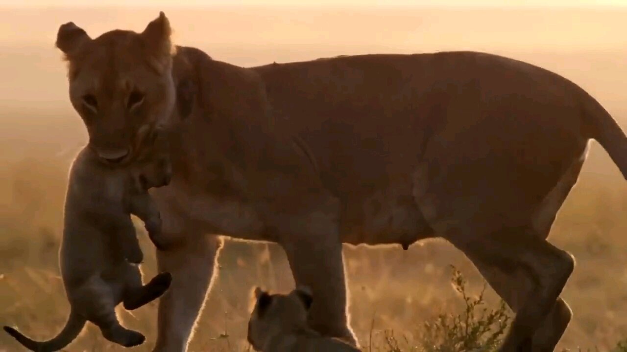 beautiful animal