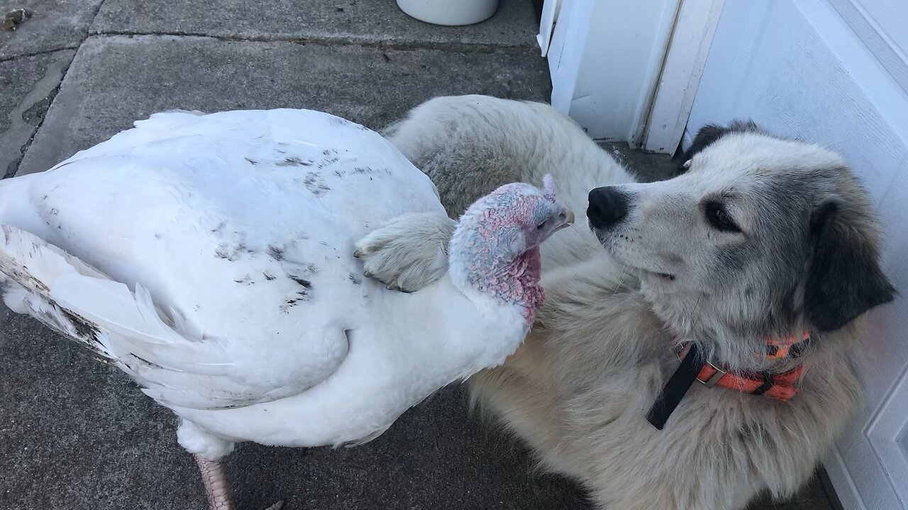 Turkey loves puppy!