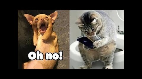 Funny Animals Animal Videos 10 MINUTES OF LAUGHTER