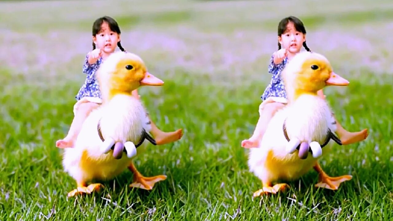 Baby rides duckling on a trip