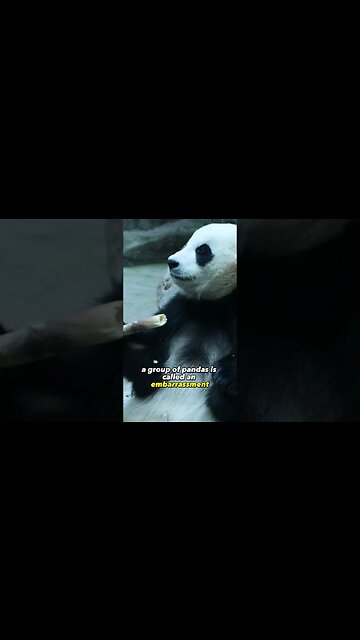 A Group of Panda's is called what?