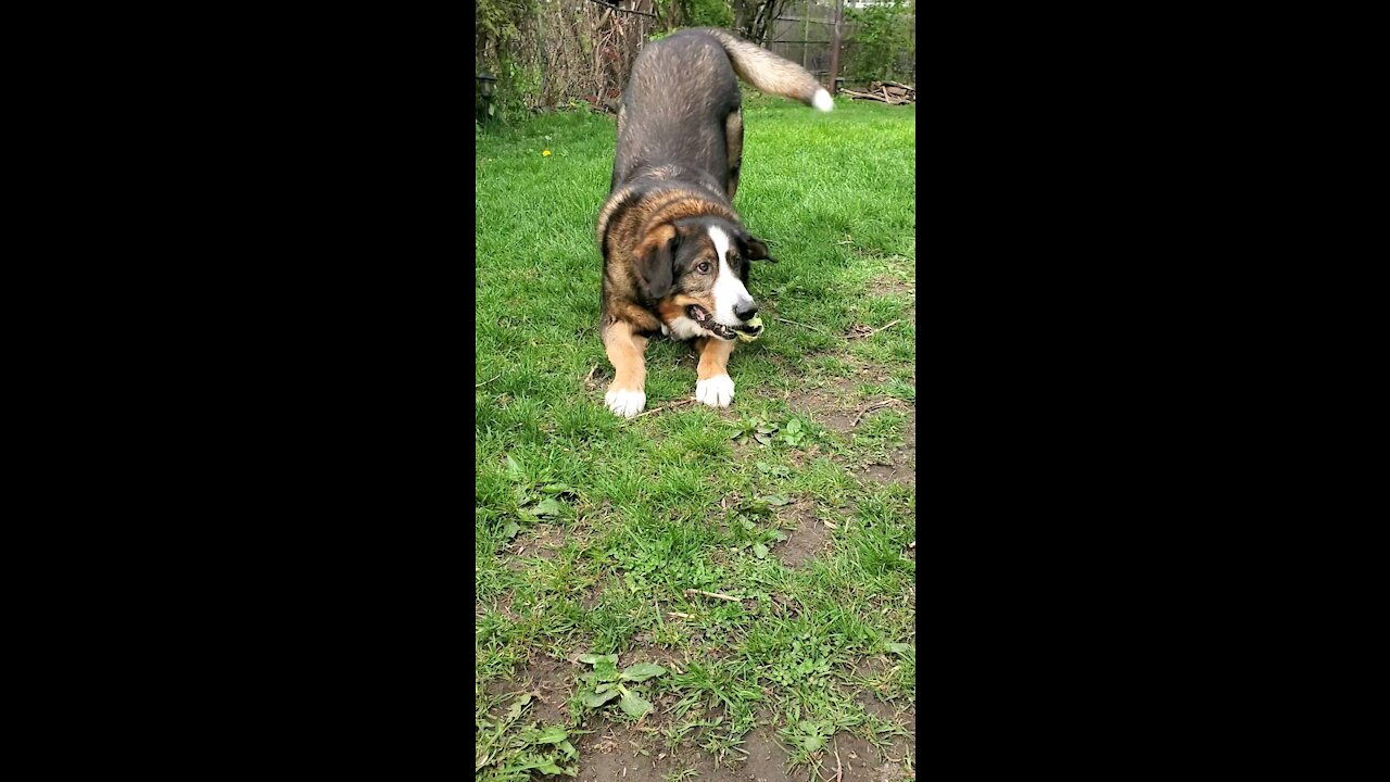 Playful Bernese Sheppard Mix