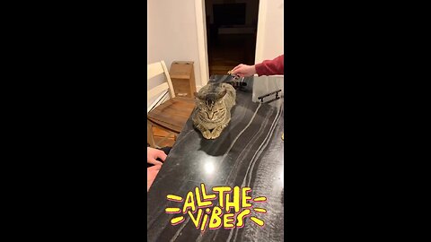 Tech Deck Off Cat!