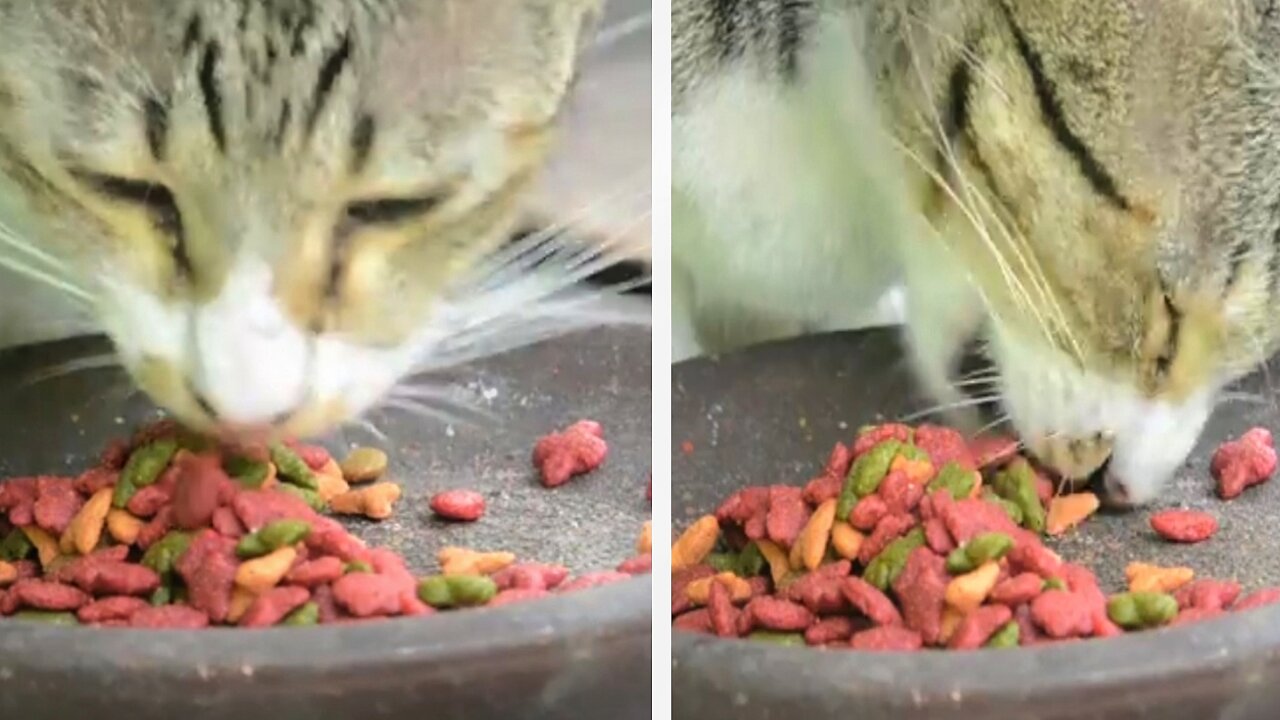 Cat Eating Dry Food.