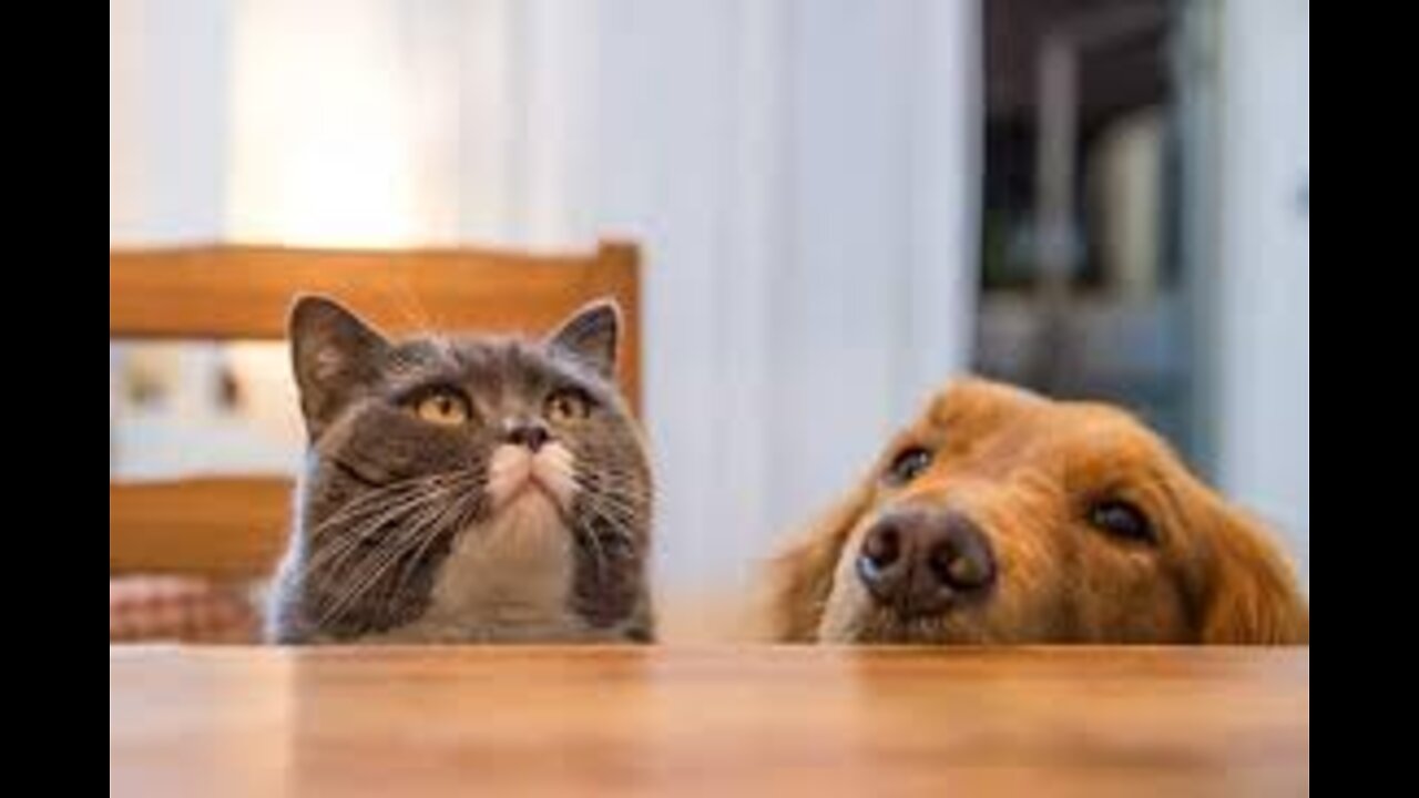 ๐Cute And Funny Pets | Try Not To Laugh To These Pets Compilation #7๐