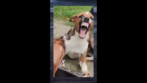 Funny Dog (This is how I laugh when I saw my Ex new Gf 😂😂)