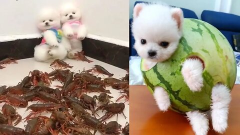 Funny and Cute Dog Pomeranian 😍🐶| Funny Puppy Videos #1