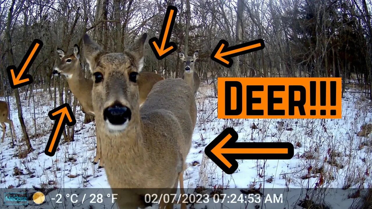 Deer HERD Is Looking STRONG!!! (Trailcam Footage)