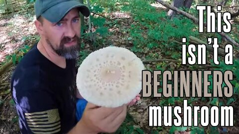 Parasol Mushroom | Choice edible mushroom in North America!