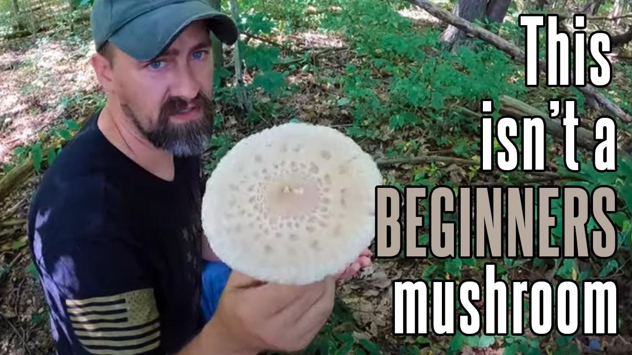 Parasol Mushroom | Choice edible mushroom in North America!