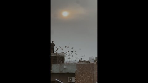 Birds flying