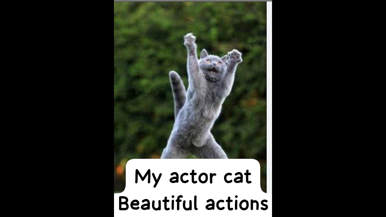 #jumping #actor #Cat