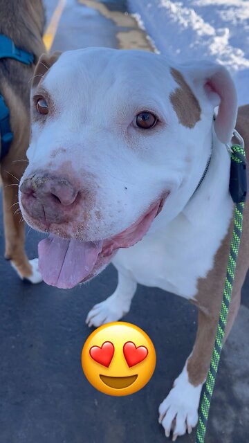 🥰🐶 Where's my smile?