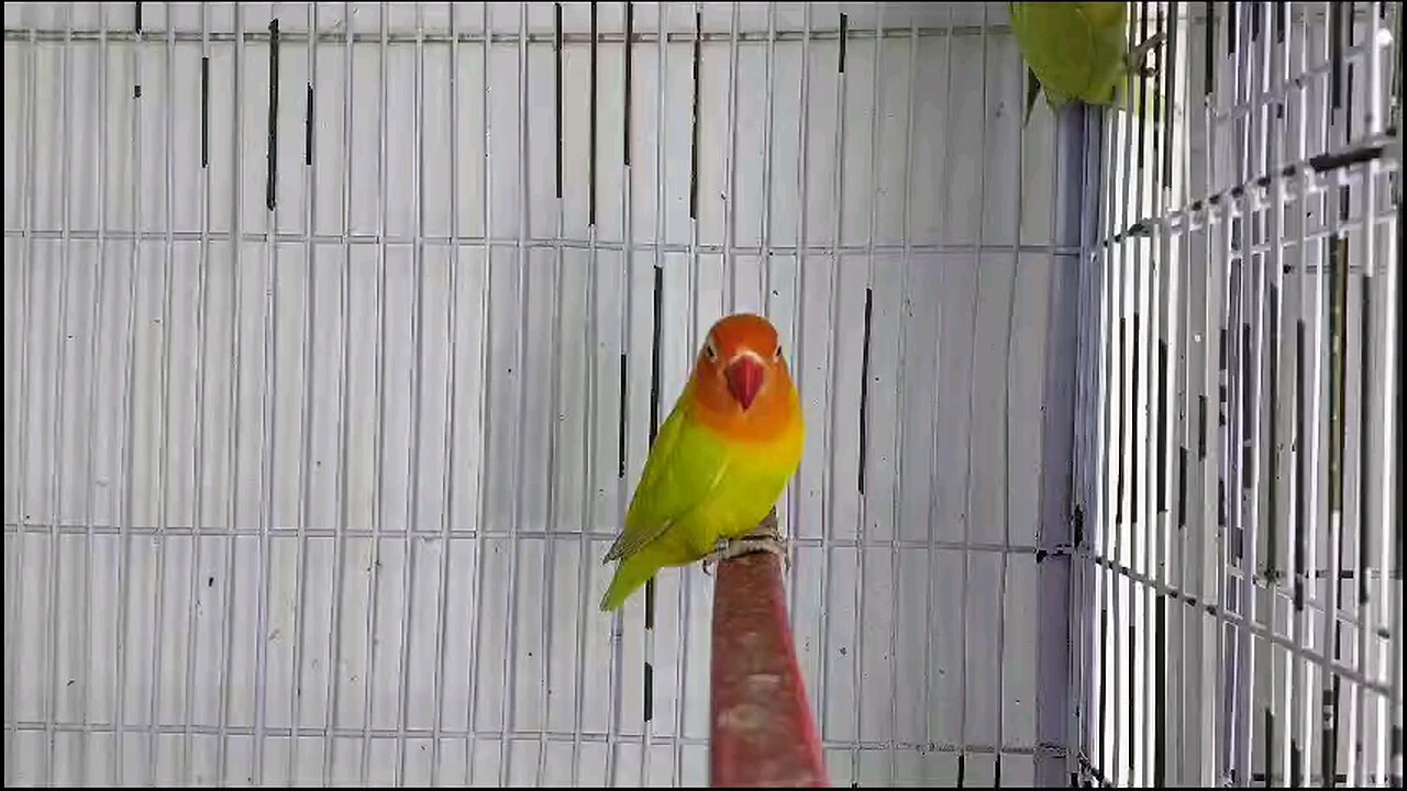 Parblue Dilute and Green Dilute most Beautiful Birds