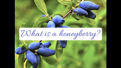 What is a honeyberry?