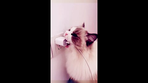 trending video funny cat moments || 🐈😺 ||