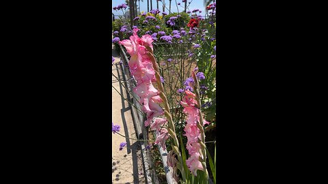 Beauty in the garden