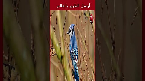 Blue Jay 2 اجمل طيور بالعالم