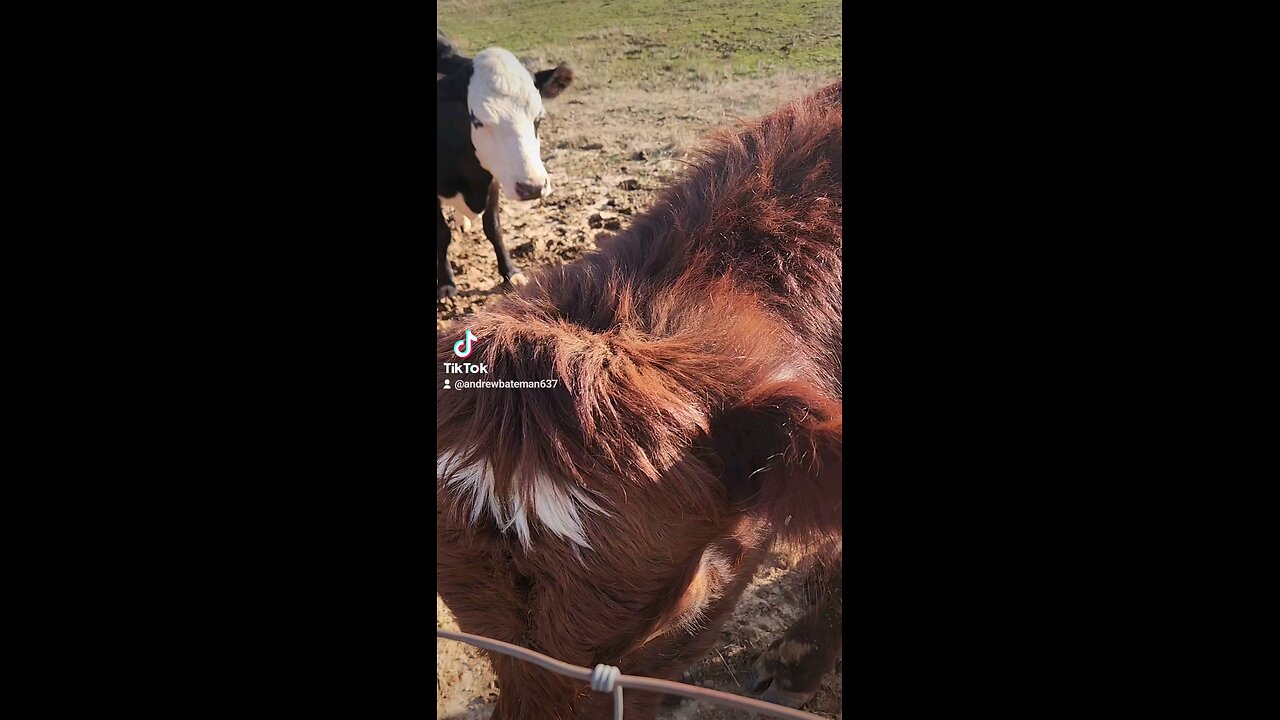 Playful bull wanting attention.