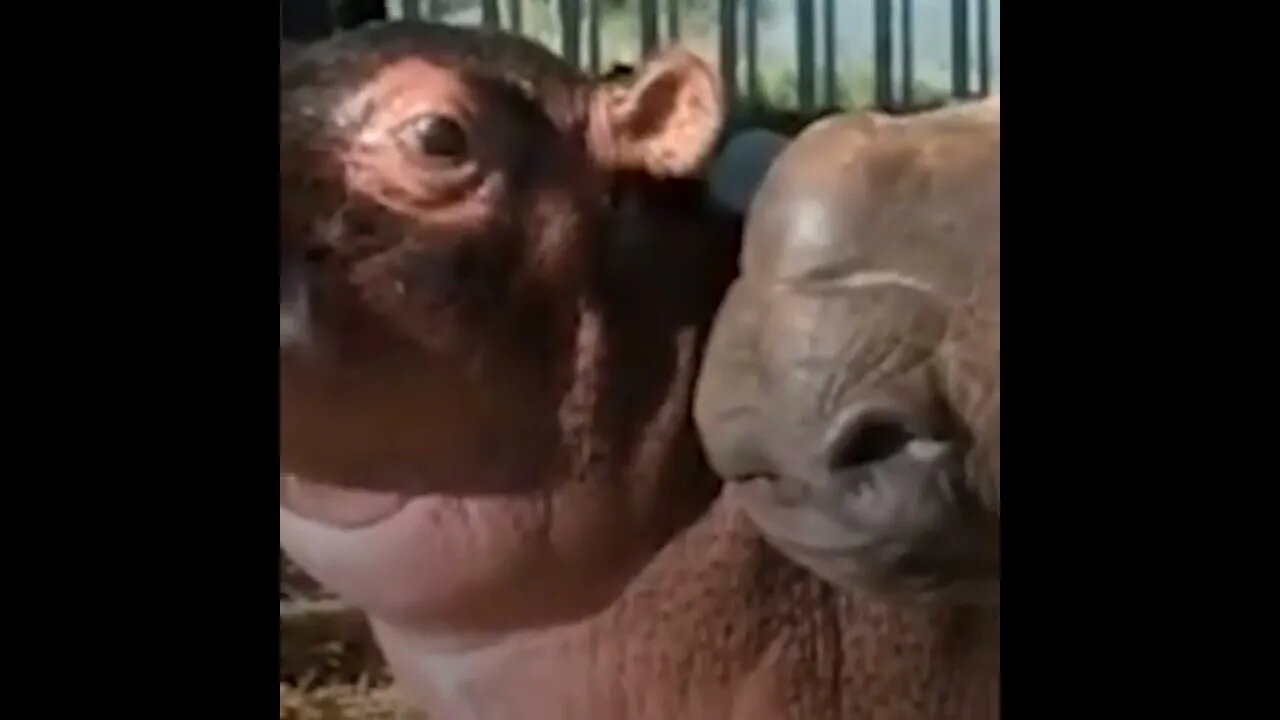 🦛Baby Hipopotamus and Orphaned Rhino Falo In Love With Each Other🦏 #shorts