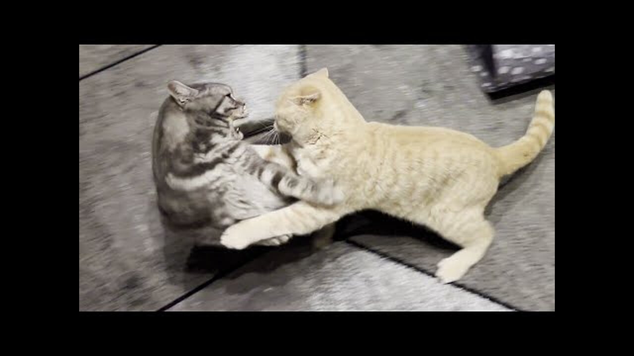 Kitten Terrorizes Cat