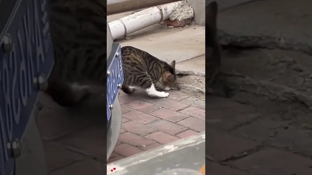 Get you , cat and rat tom and jerry in real life