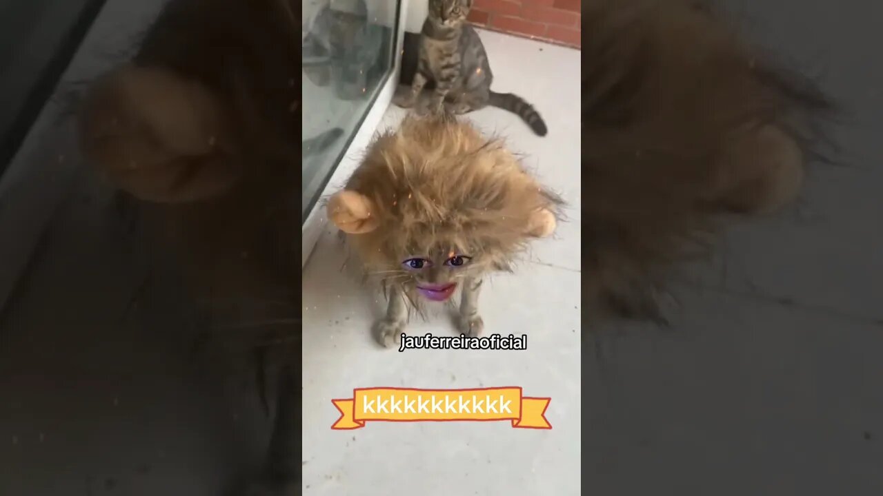 Gatonildes caui no laço do passariherio