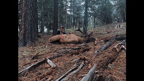 my moms first archery bull elk